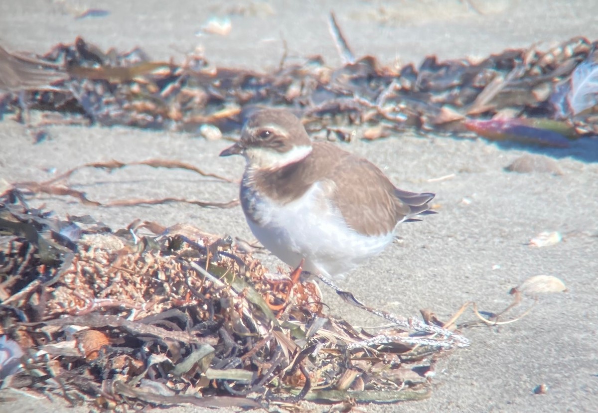 Common Ringed Plover - ML646162431