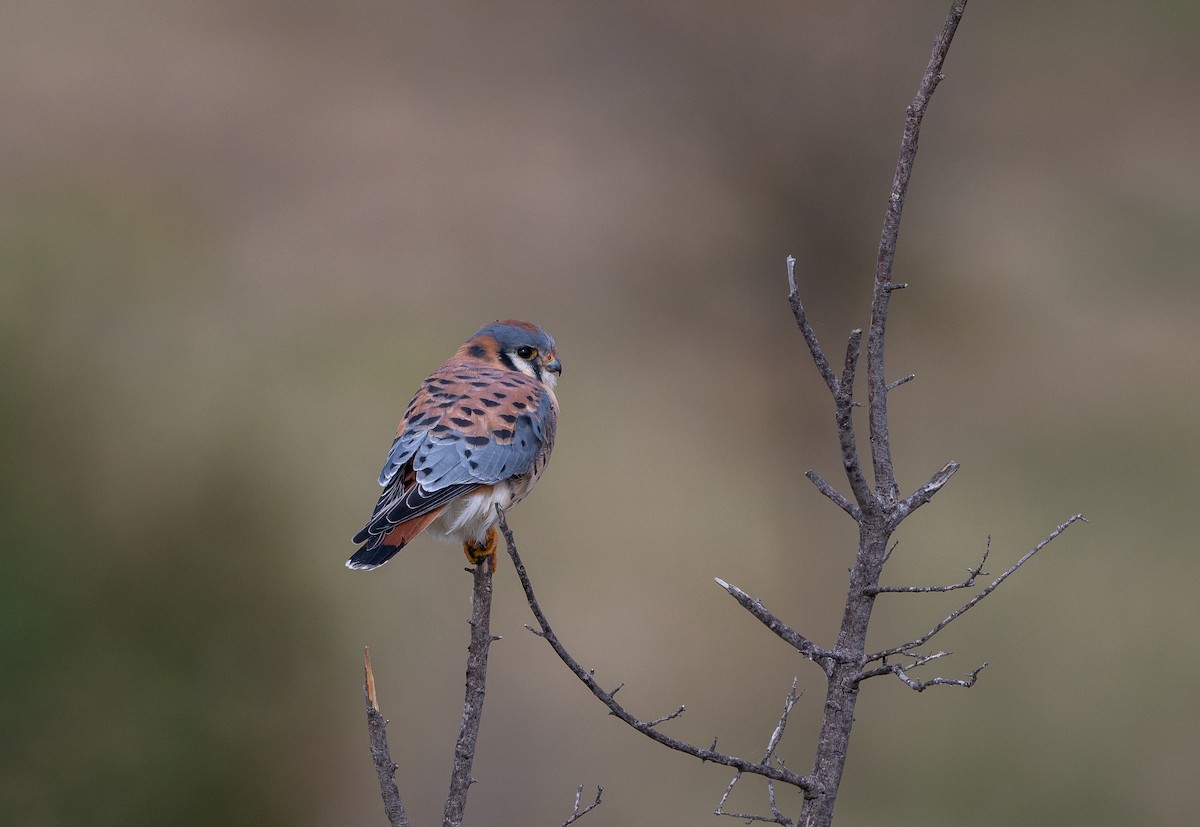 American Kestrel - ML646162433