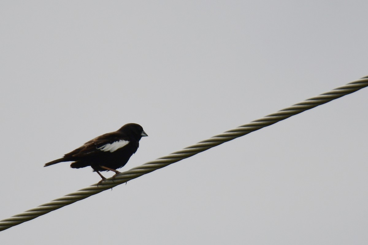 Lark Bunting - ML646162436