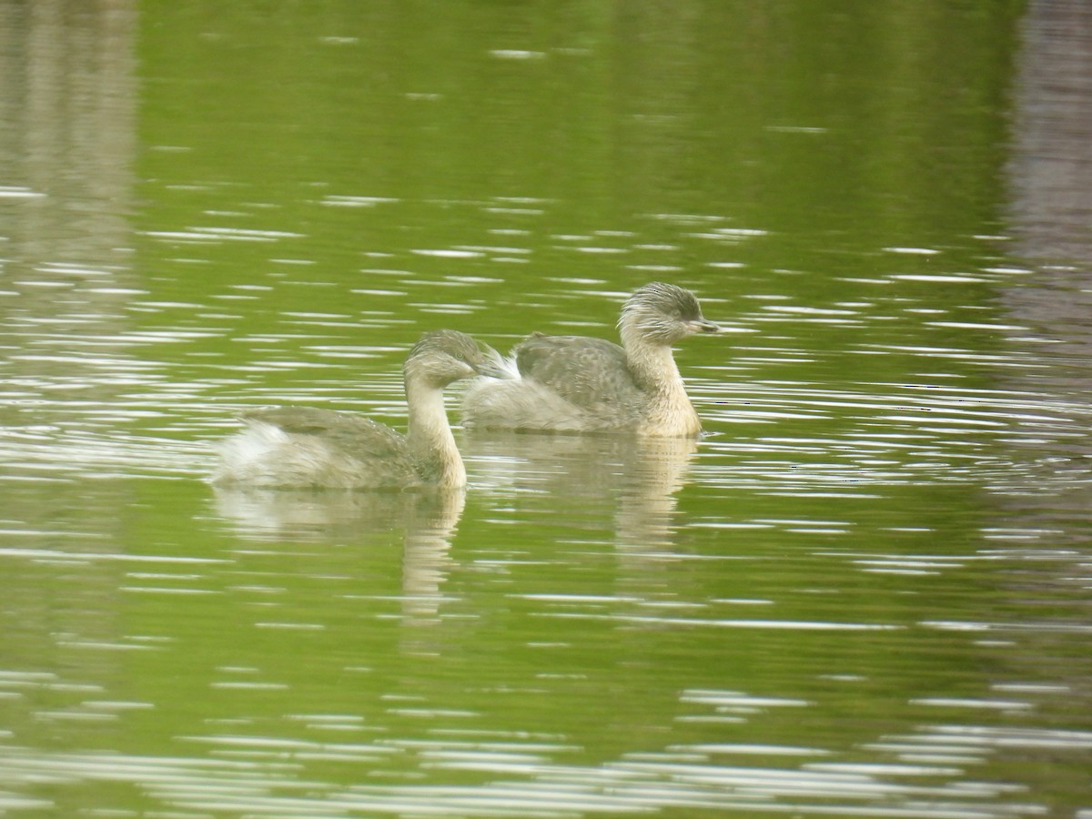 Hoary-headed Grebe - ML646162437