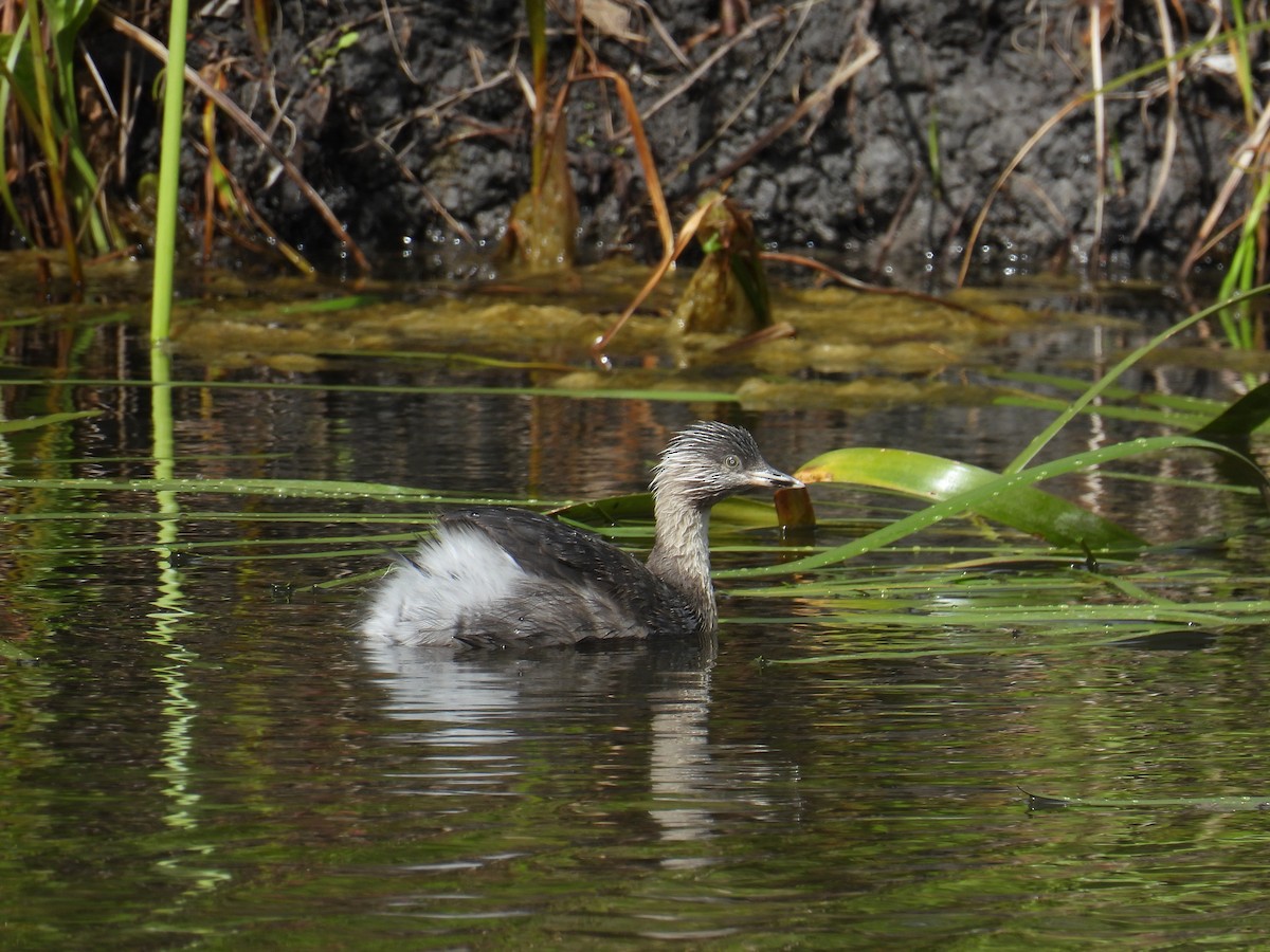 Hoary-headed Grebe - ML646162438