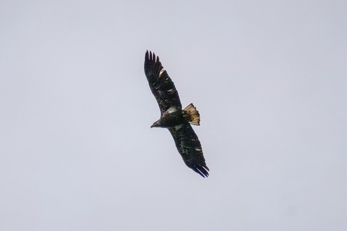 Орлан білоголовий - ML646162441