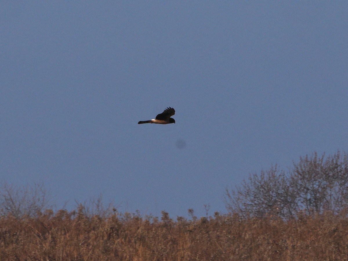 Northern Harrier - ML646162443