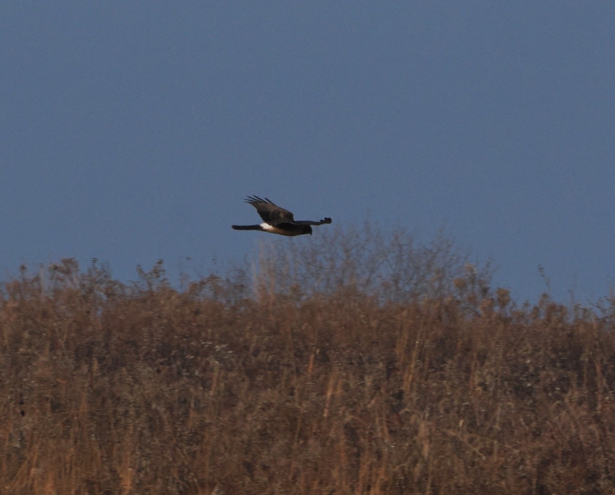 Northern Harrier - ML646162444
