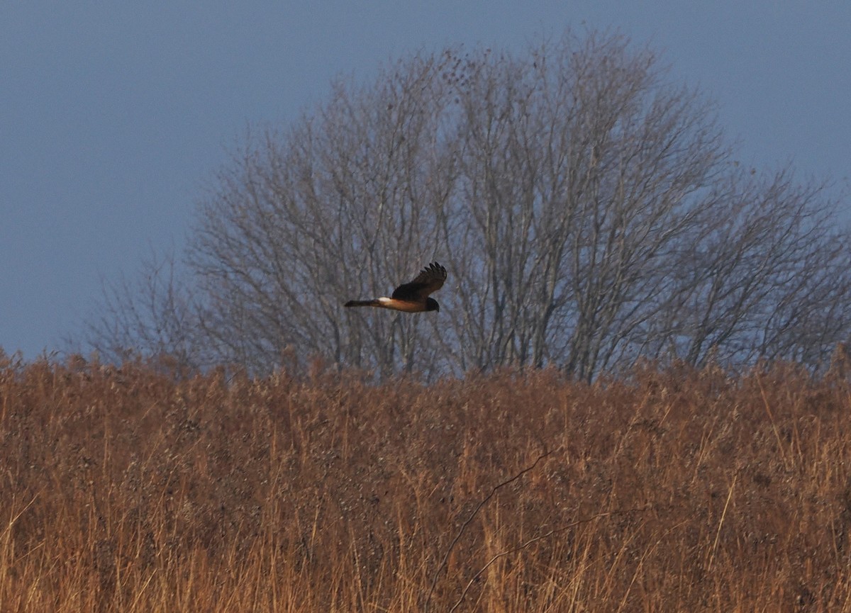 Northern Harrier - ML646162445