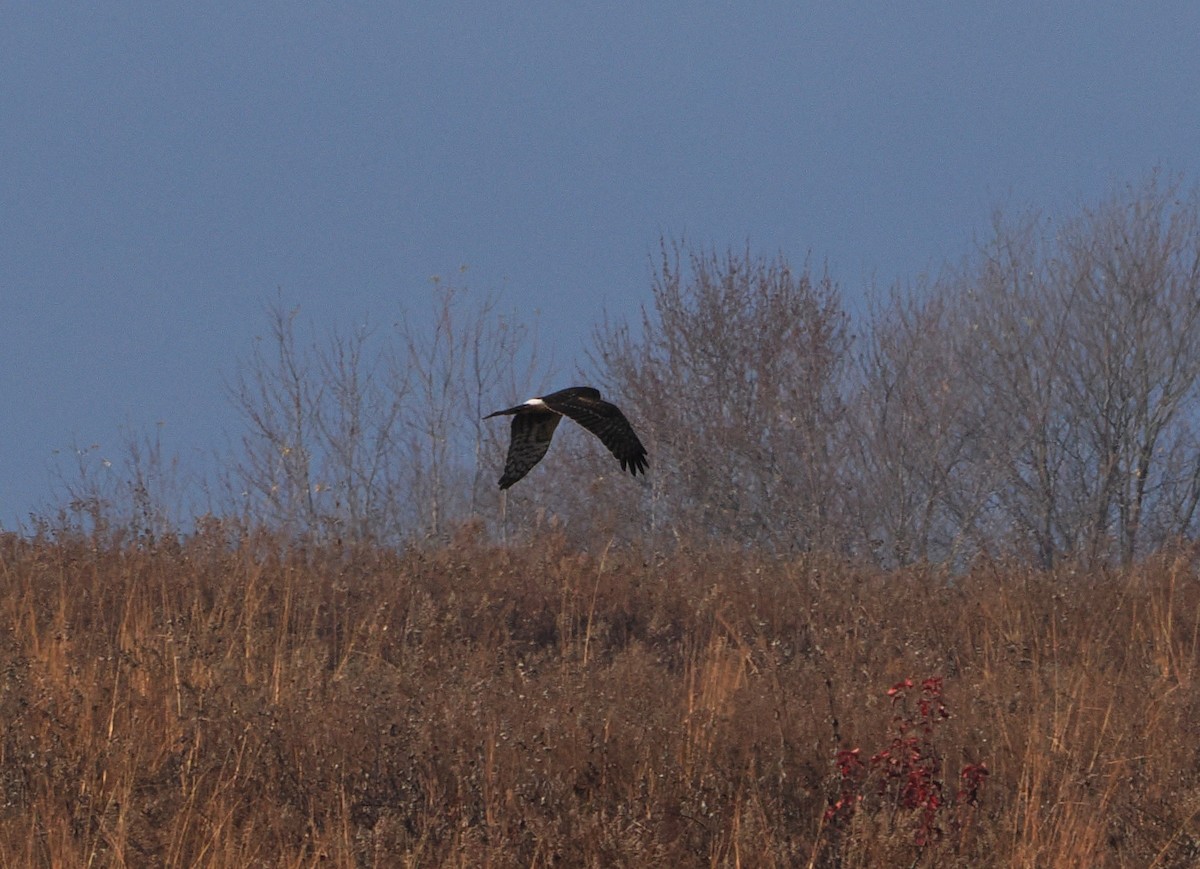 Northern Harrier - ML646162446