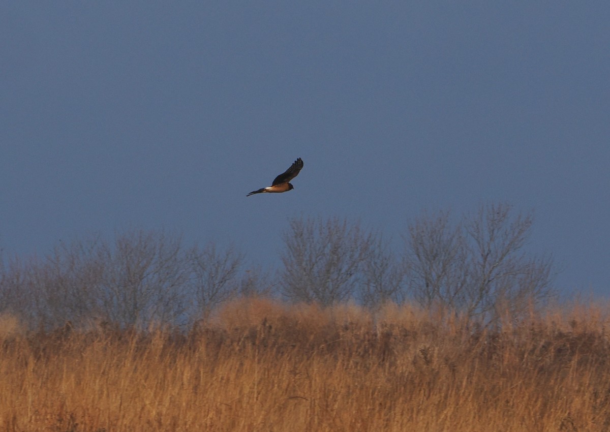 Northern Harrier - ML646162447