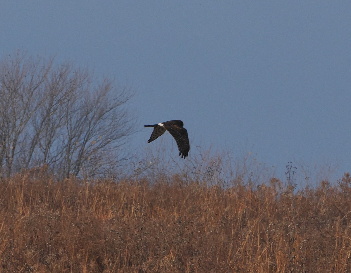 Northern Harrier - ML646162448
