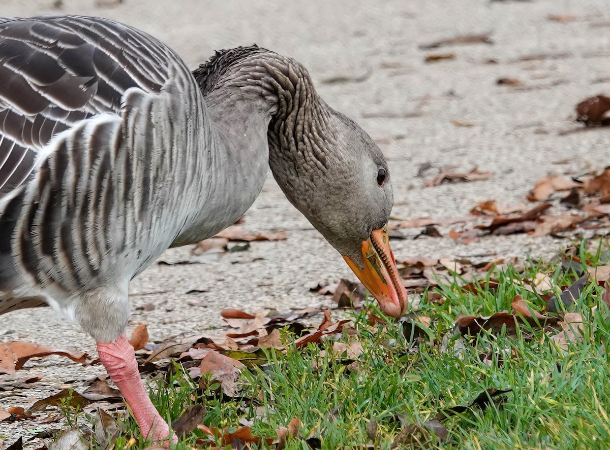 Гуска сіра - ML646162449