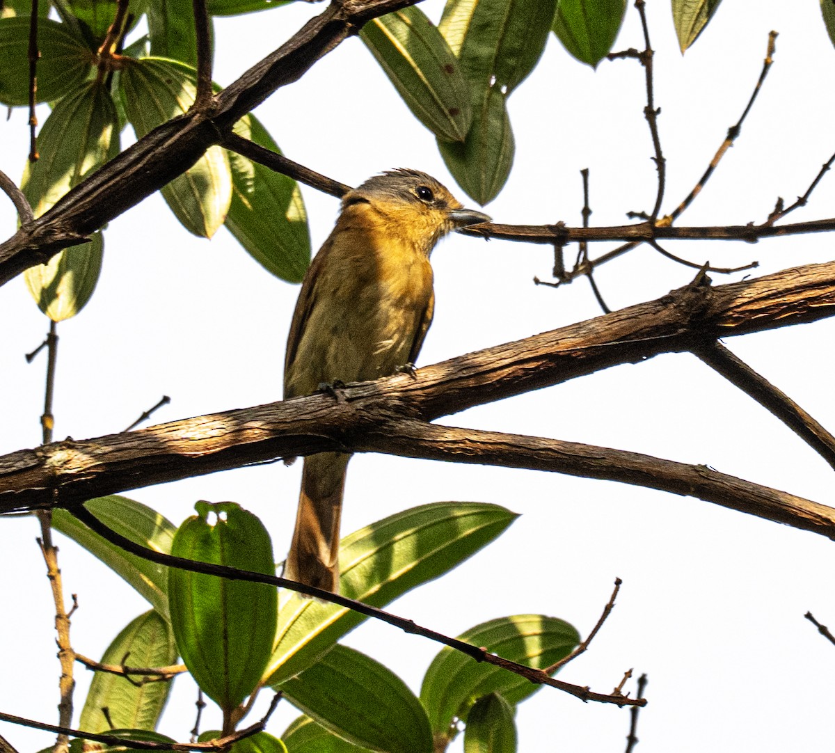 Chestnut-crowned Becard - ML646162452