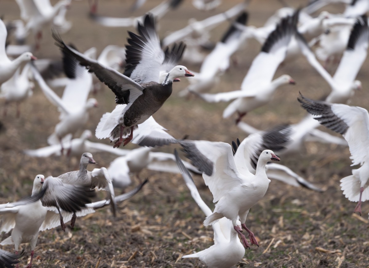 snøgås - ML646162453