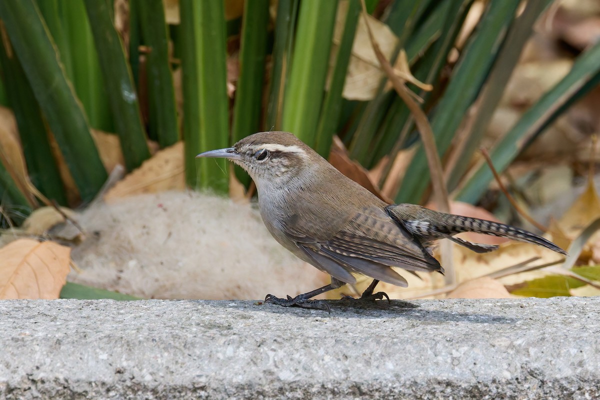 Підбуреник - ML646162455