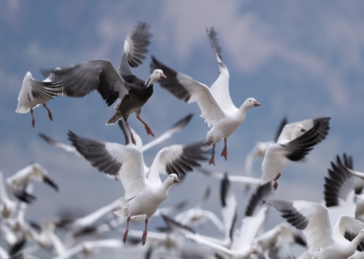 snøgås - ML646162456