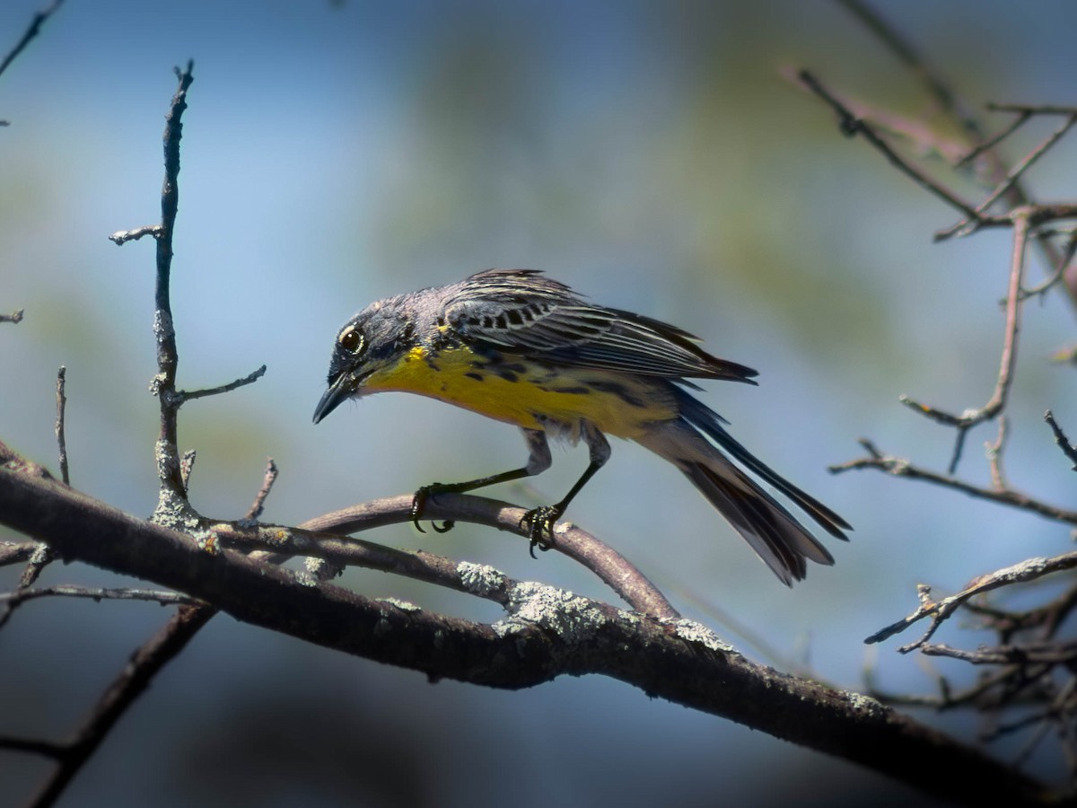 Kirtland's Warbler - ML646162459