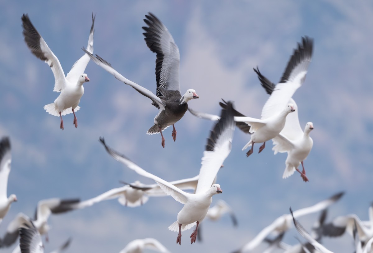 snøgås - ML646162462