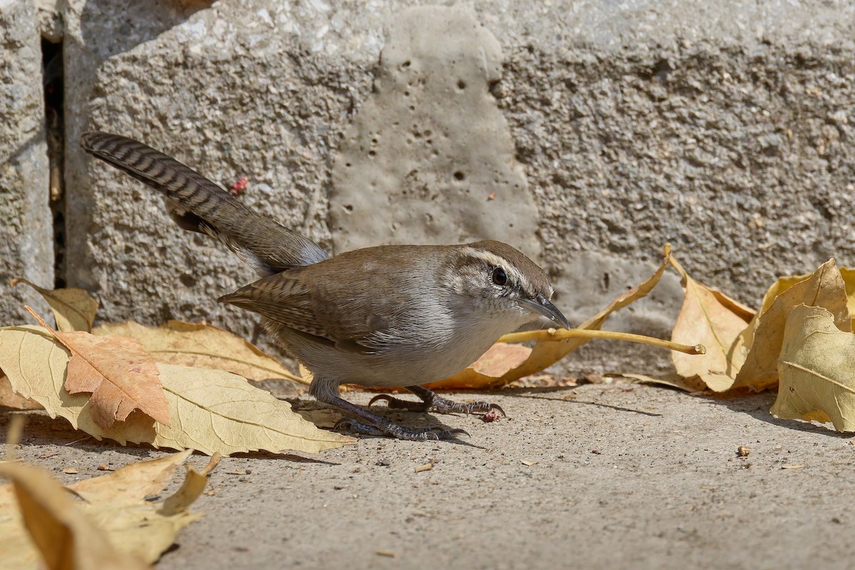 Підбуреник - ML646162463