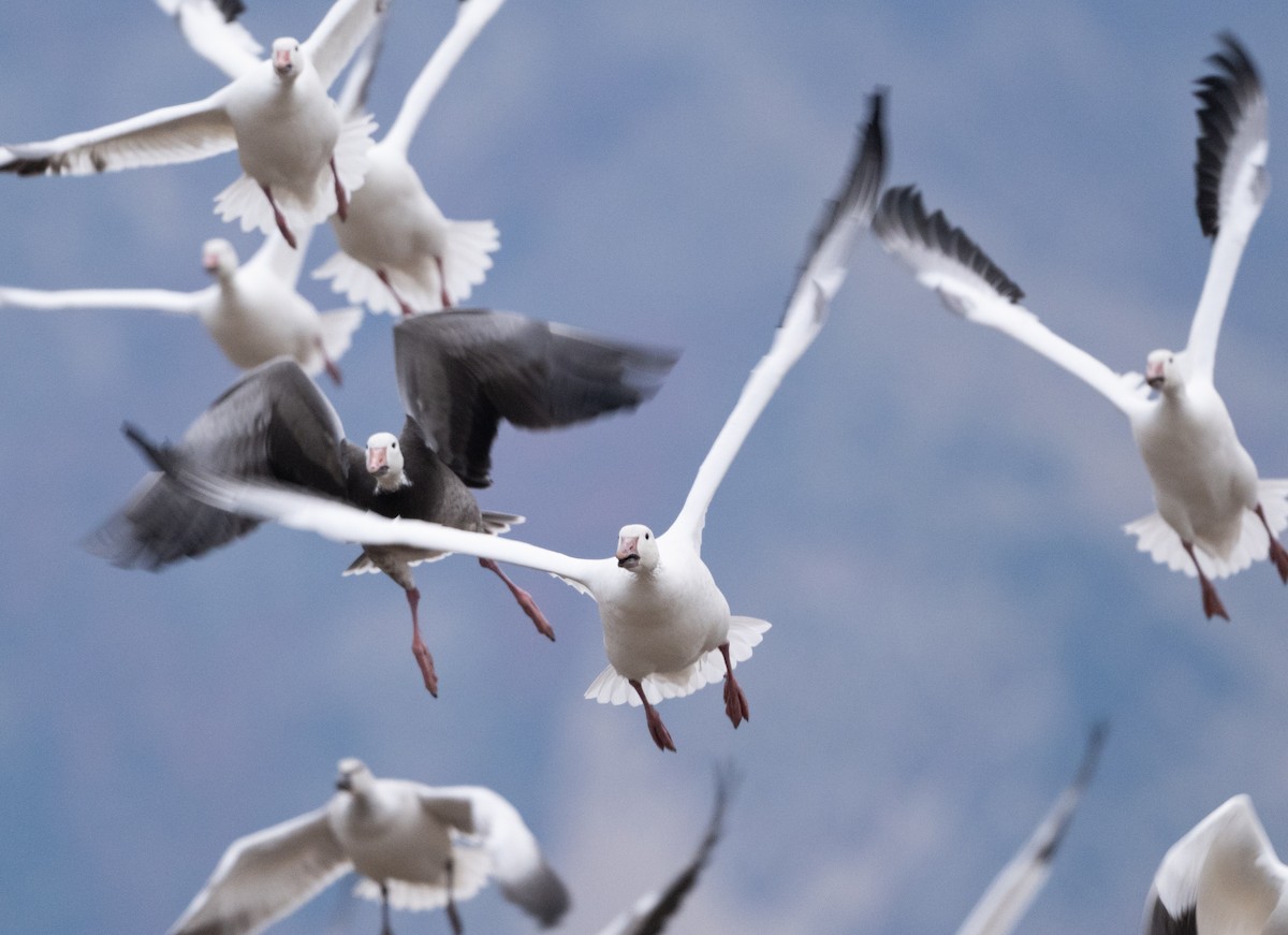 snøgås - ML646162467