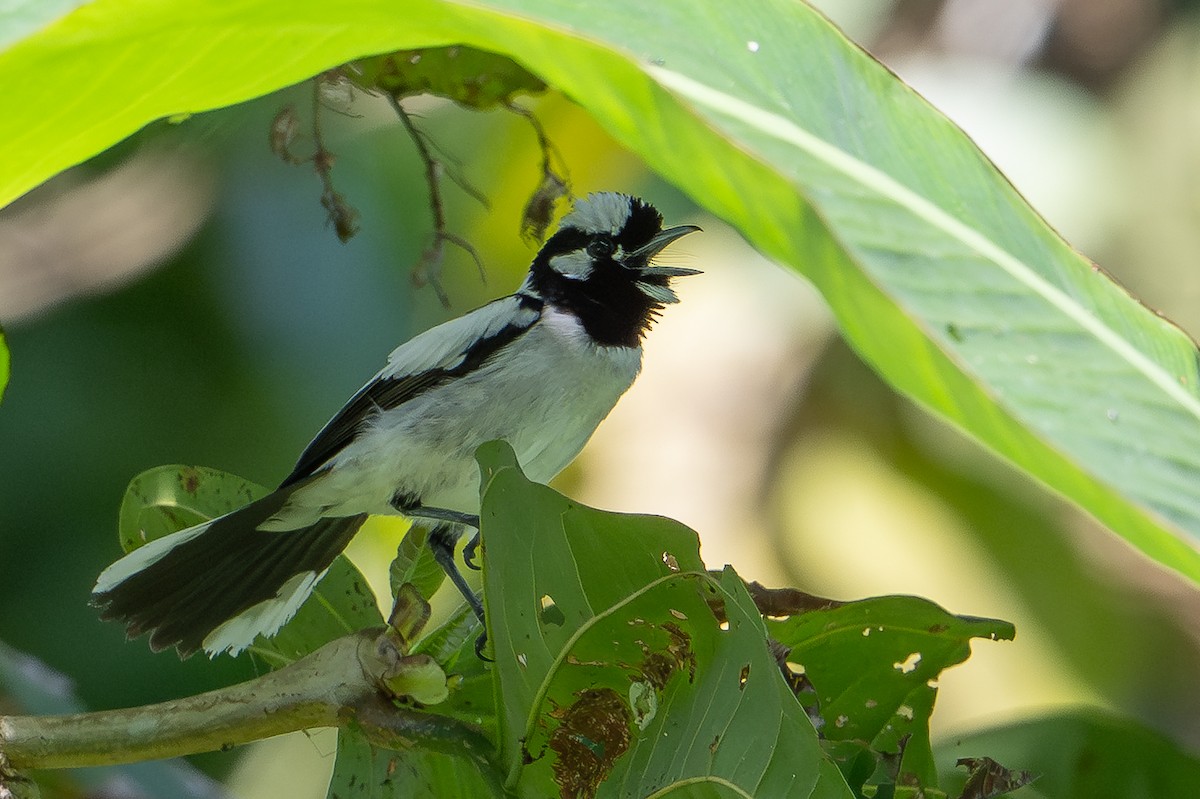 Maluku Alaca Monarkı - ML646162470