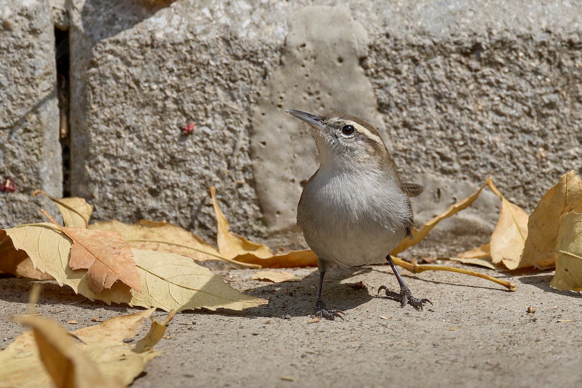 Підбуреник - ML646162471