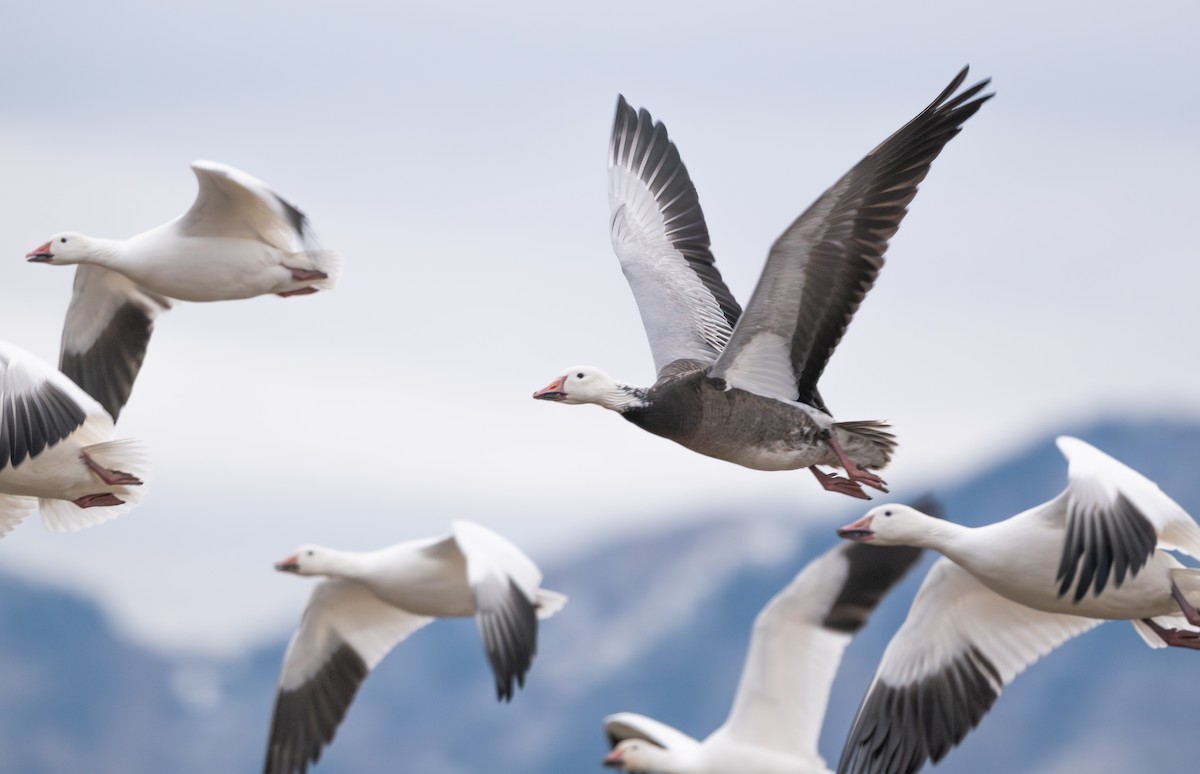 snøgås - ML646162472