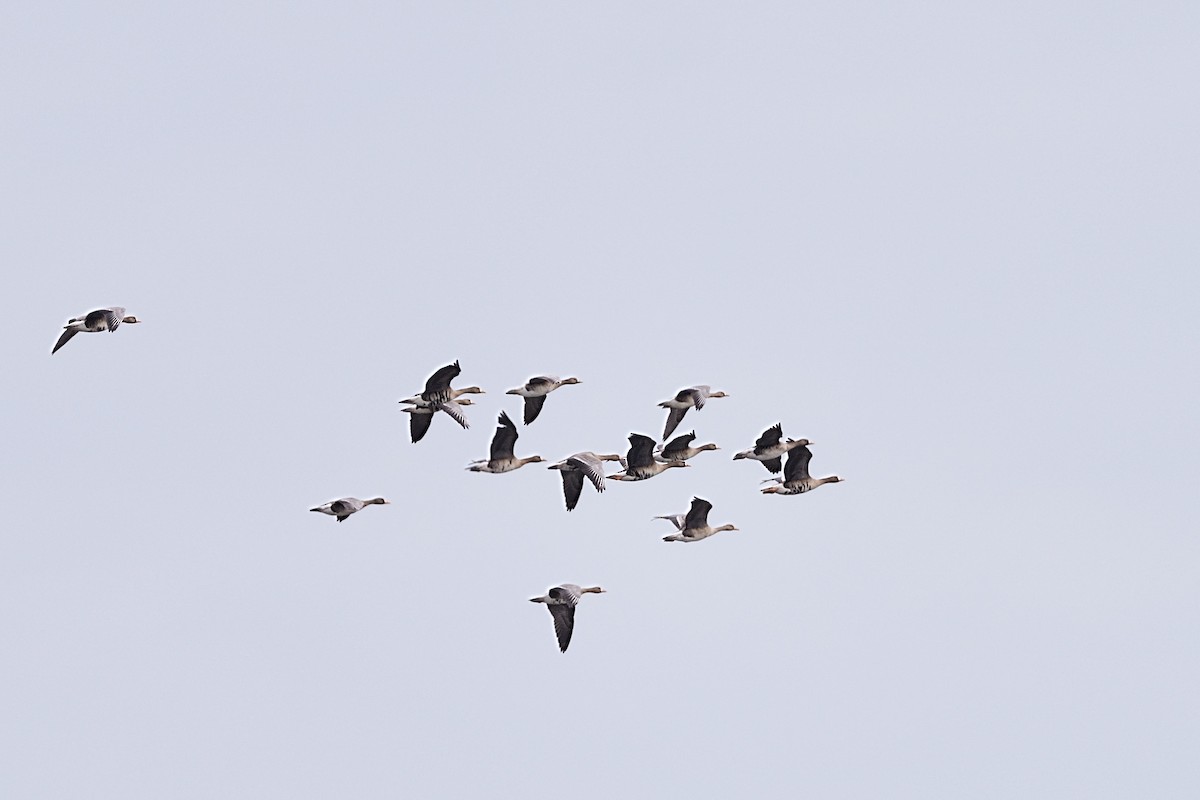 Greater White-fronted Goose - ML646162473