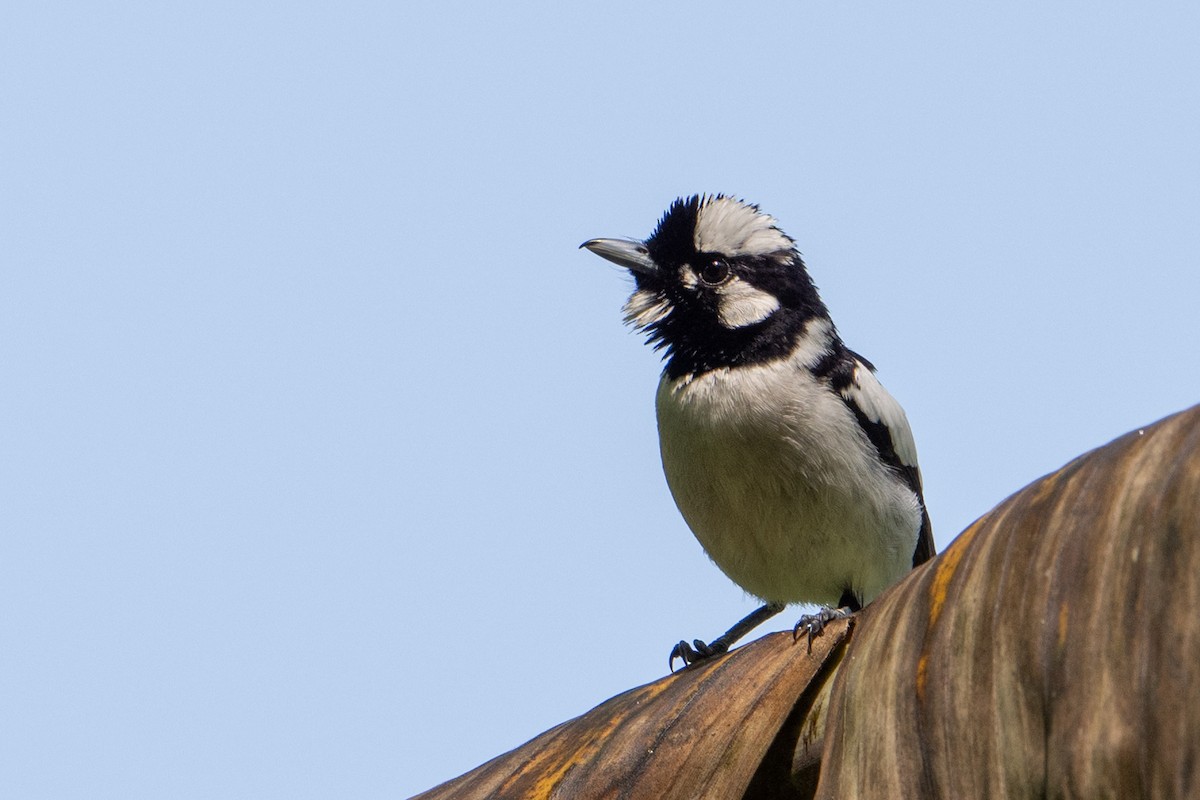 Maluku Alaca Monarkı - ML646162476