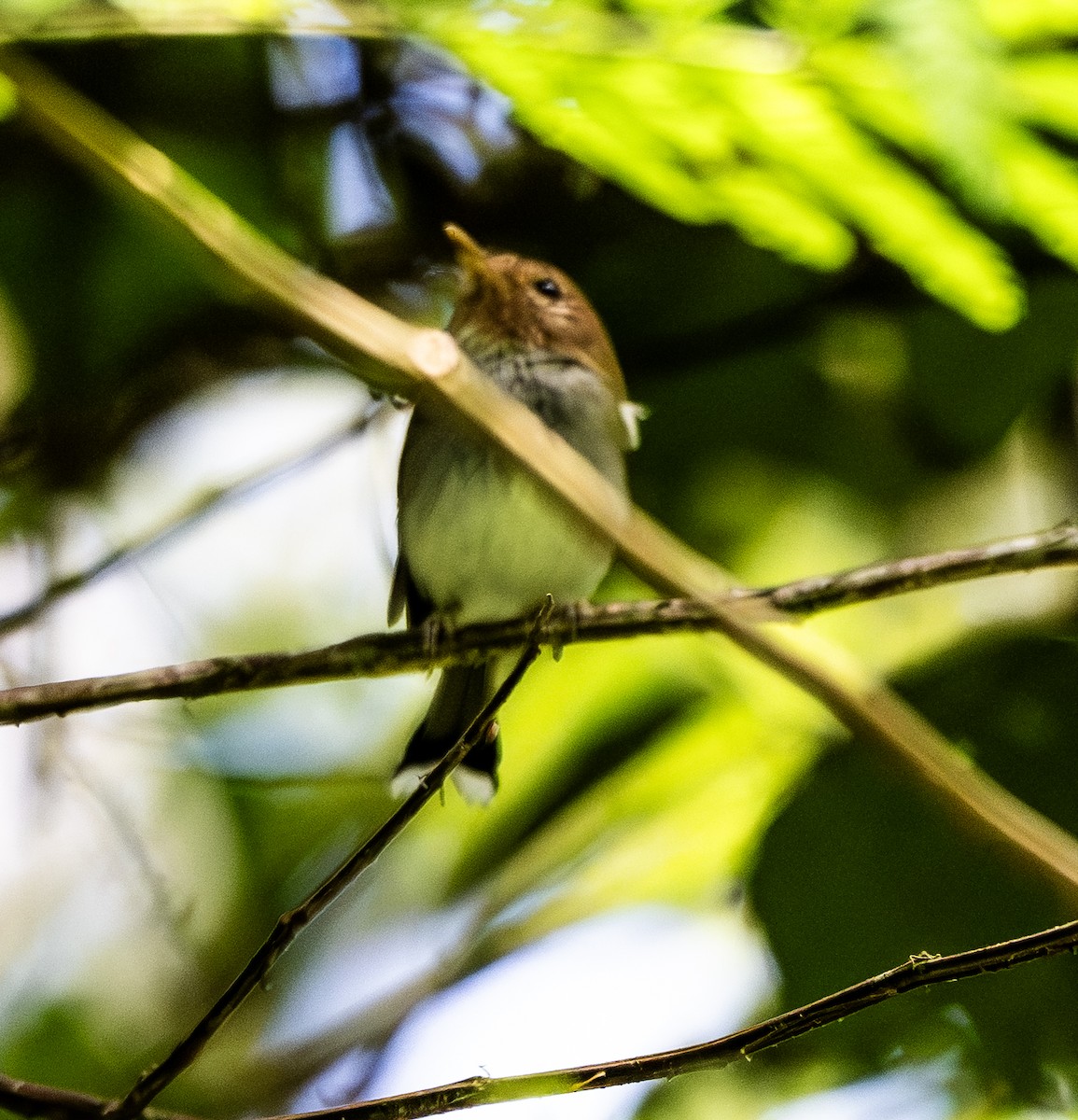 Вилохвостый тоди-тиранн - ML646162478