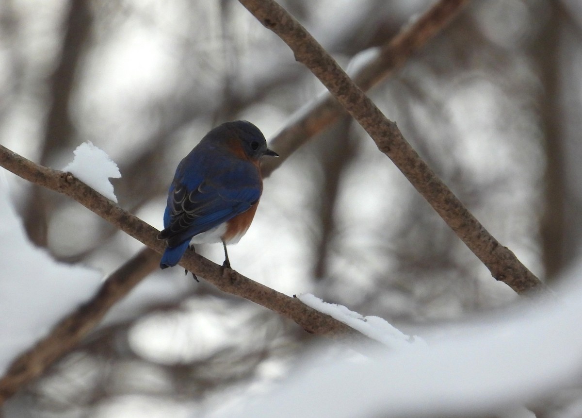 Eastern Bluebird - ML646162482