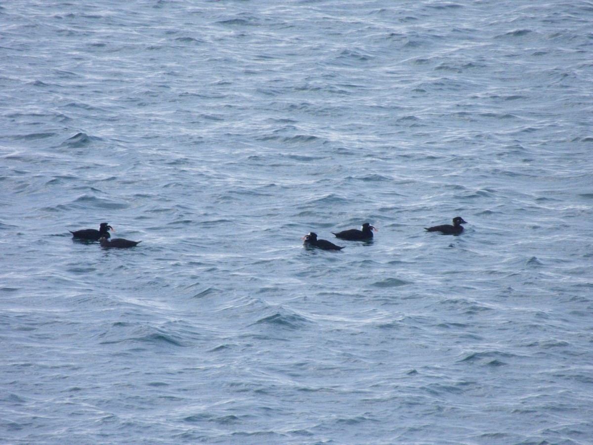 Surf Scoter - ML646162484