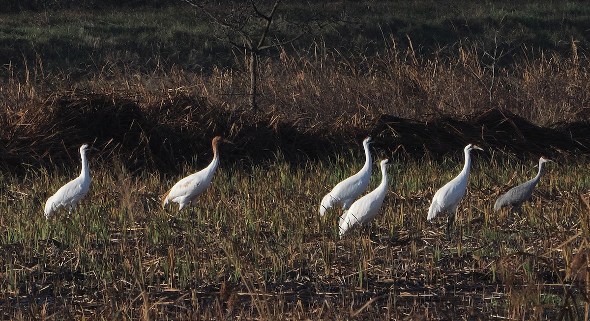 アメリカシロヅル - ML646162498