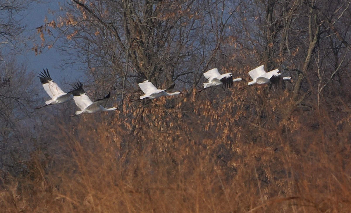 アメリカシロヅル - ML646162499