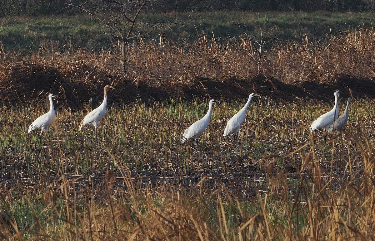 アメリカシロヅル - ML646162500