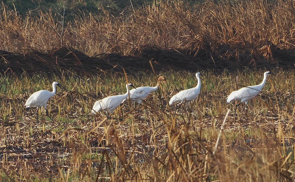 アメリカシロヅル - ML646162501