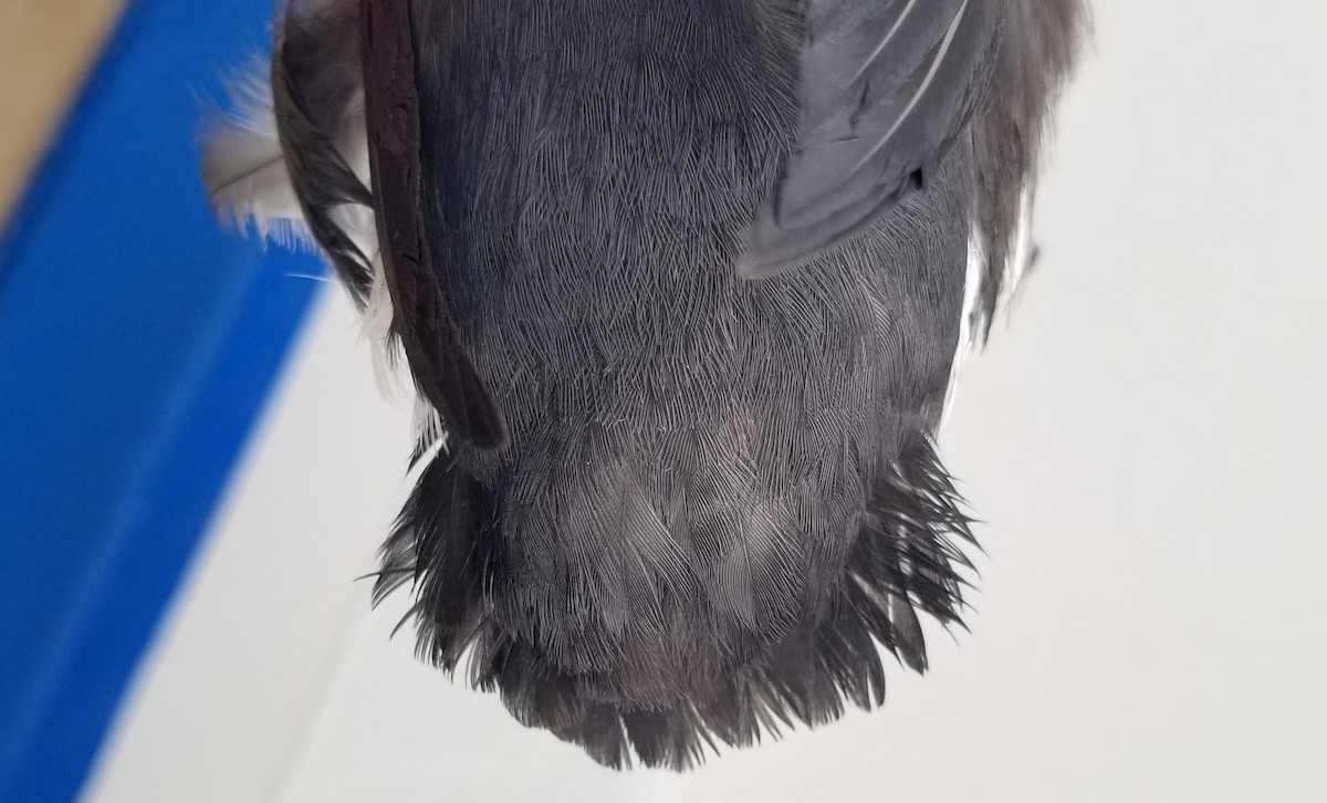 セグロウミスズメ - ML646162502