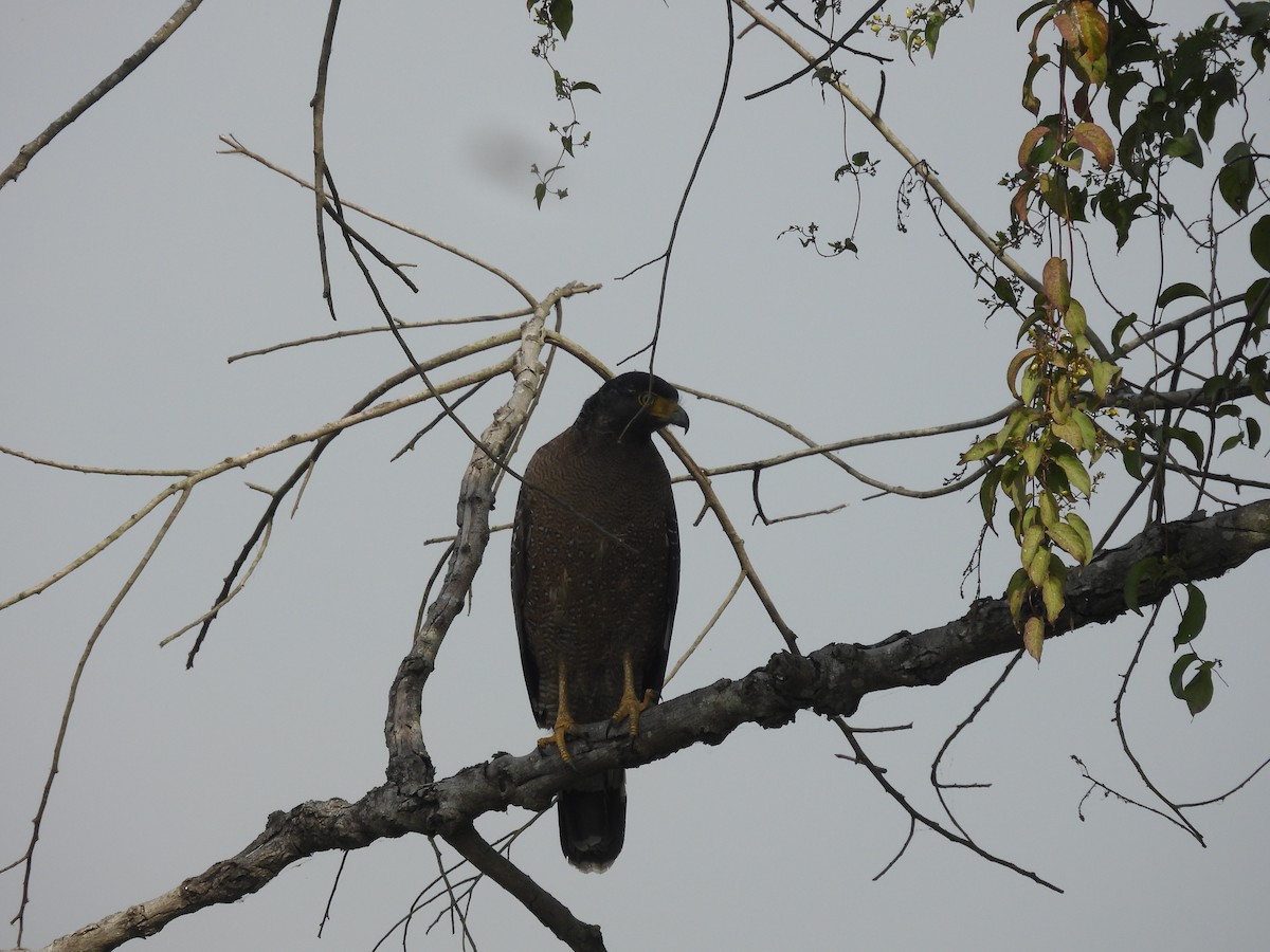 Хохлатый змееяд - ML646162509