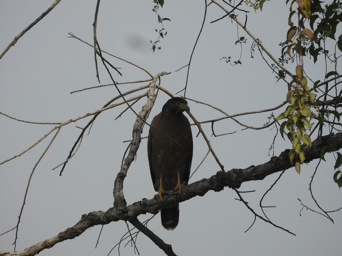 Хохлатый змееяд - ML646162510