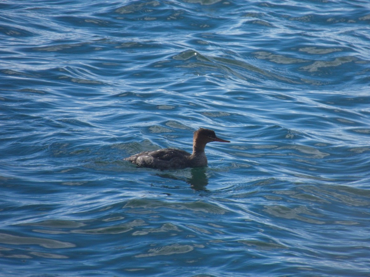 Red-breasted Merganser - ML646162511