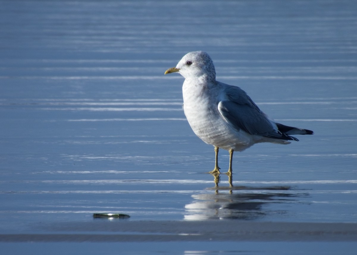 Short-billed Gull - ML646162520