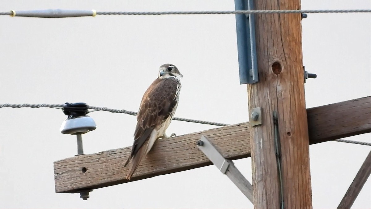 Prairie Falcon - ML646162525