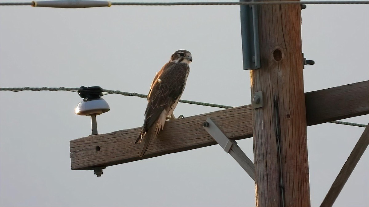 Prairie Falcon - ML646162526