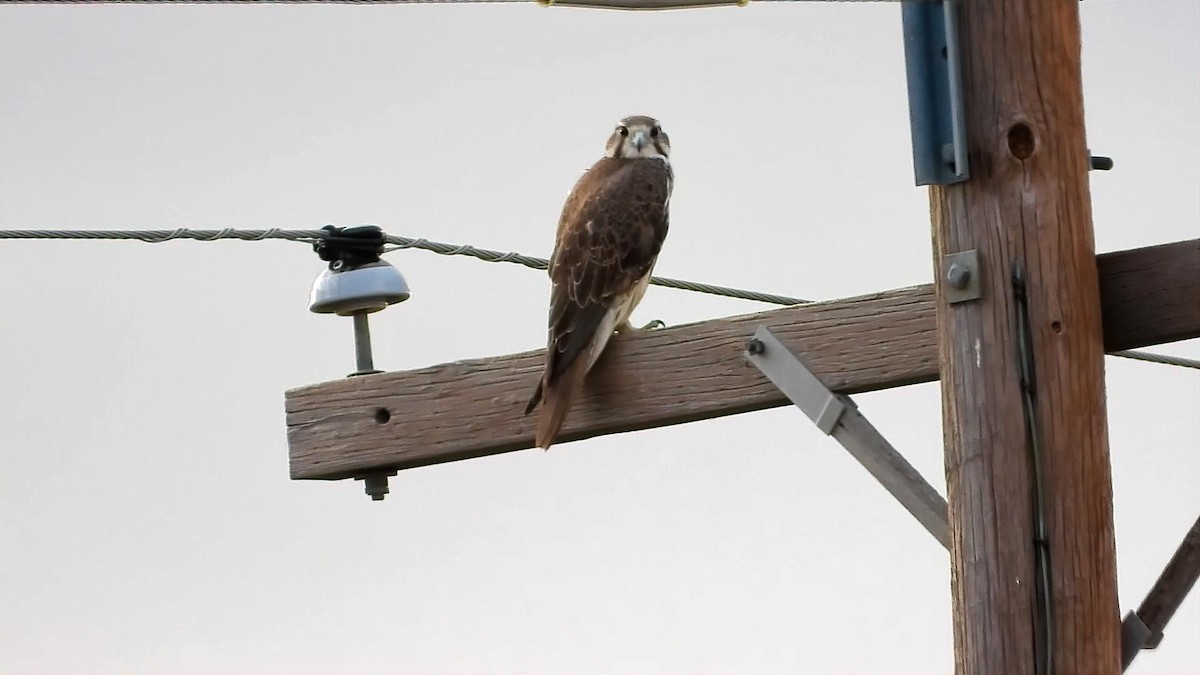 Prairie Falcon - ML646162527