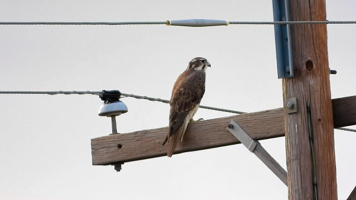 Prairie Falcon - ML646162528