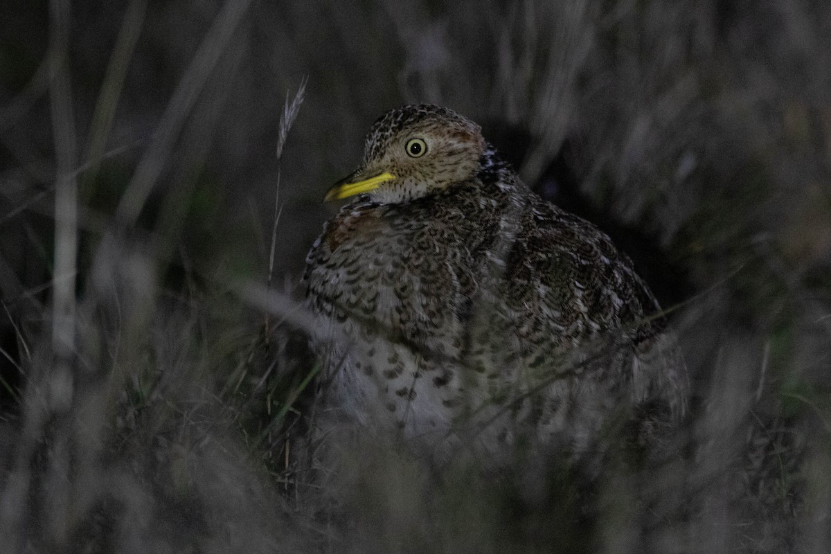 Plains-wanderer - ML646162532