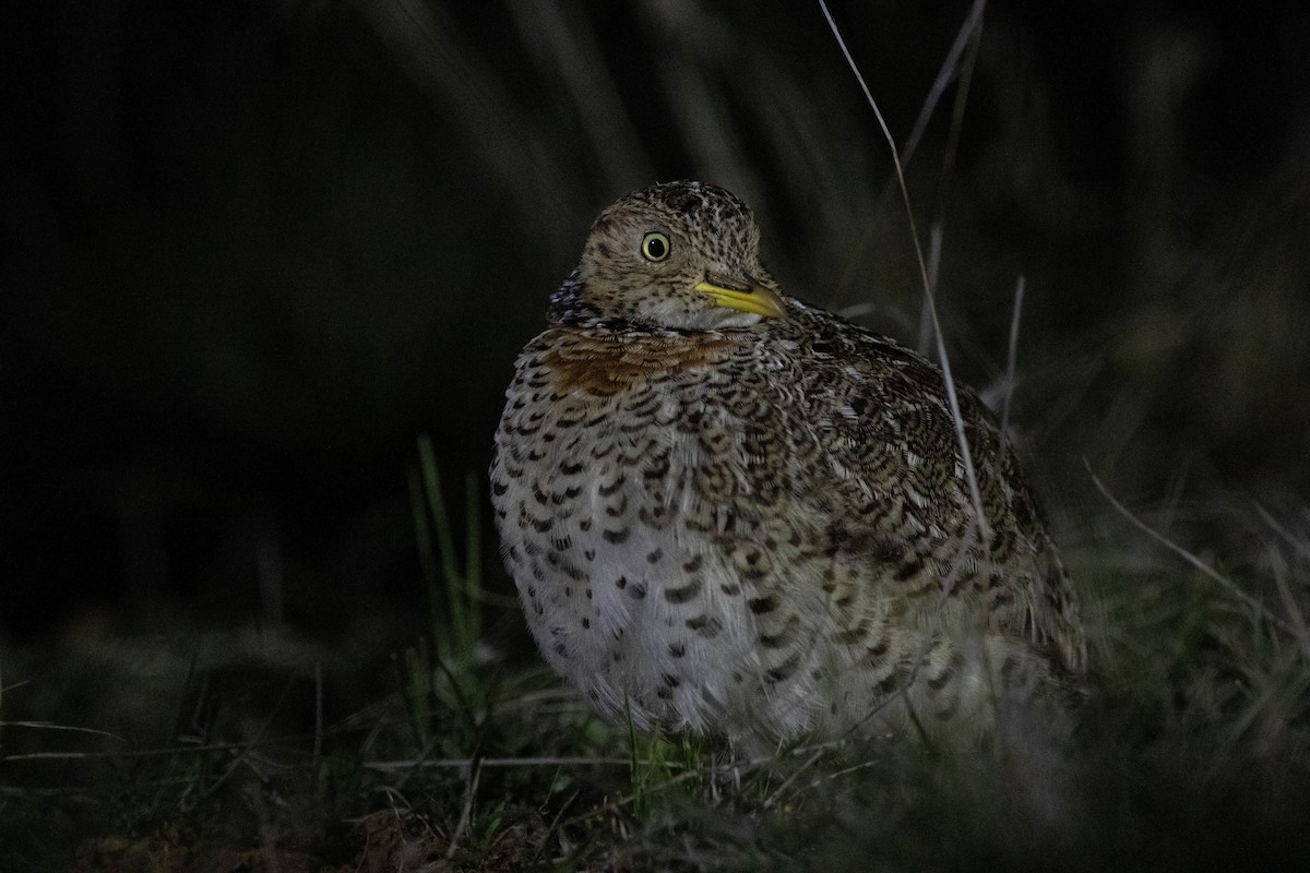 Plains-wanderer - ML646162533