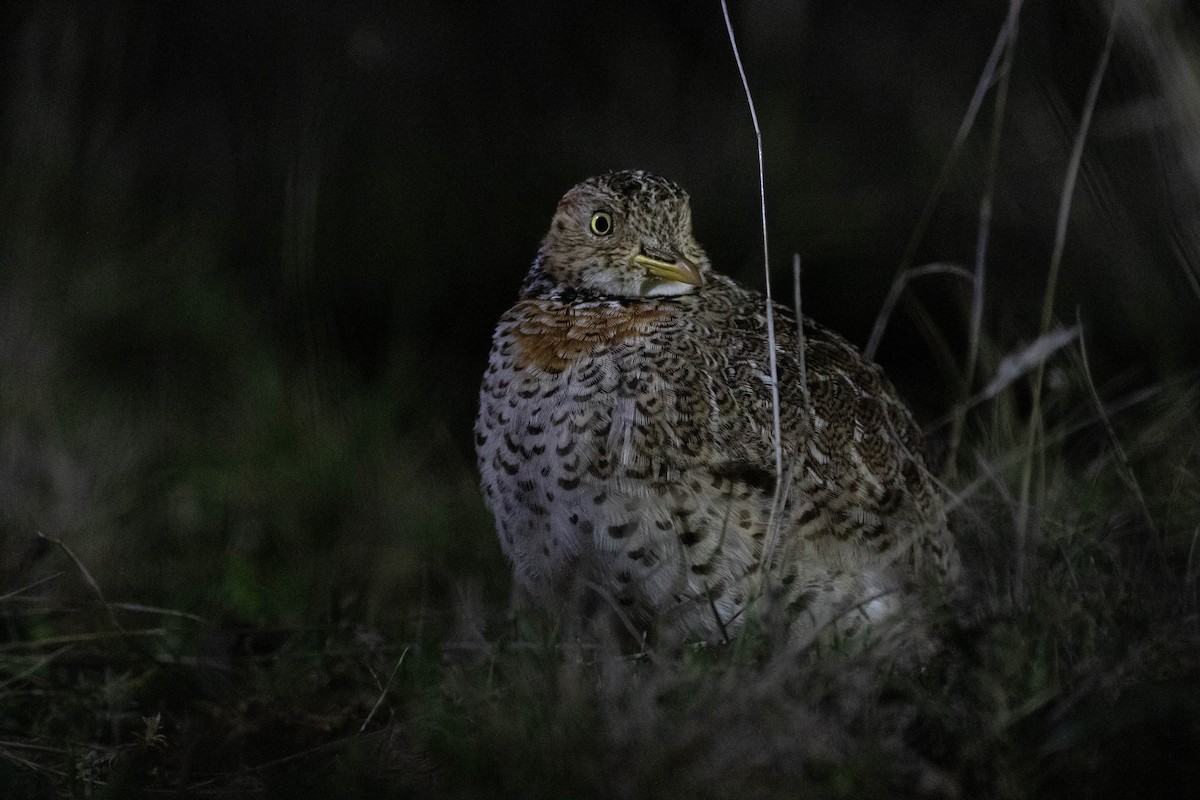 Plains-wanderer - ML646162534