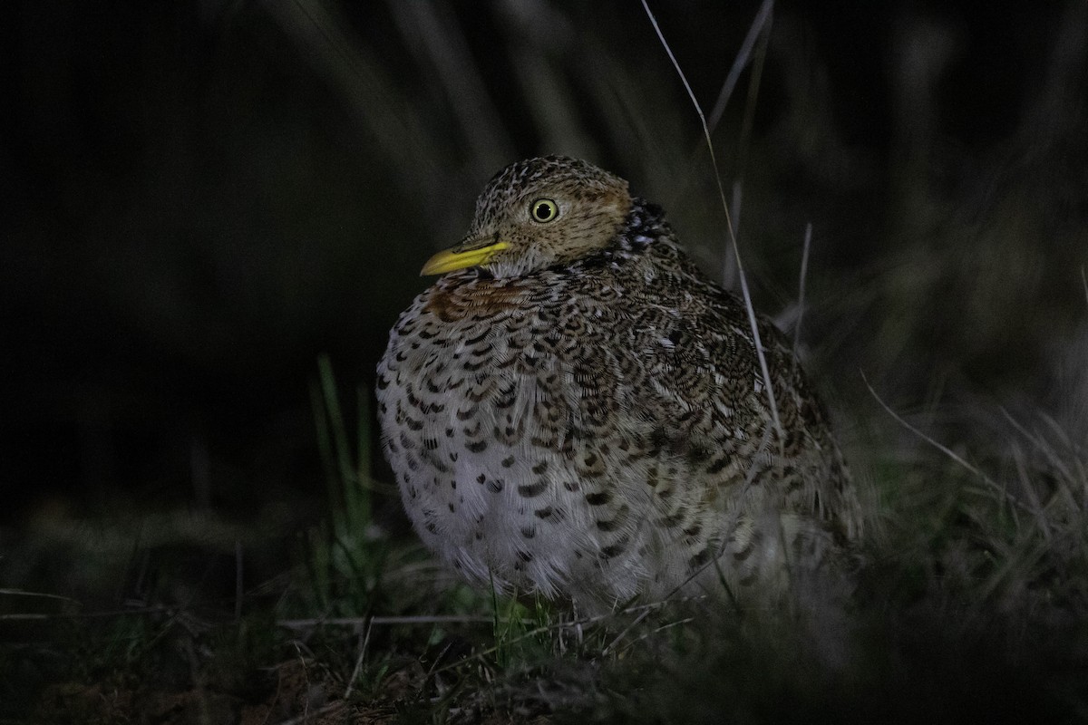 Plains-wanderer - ML646162535