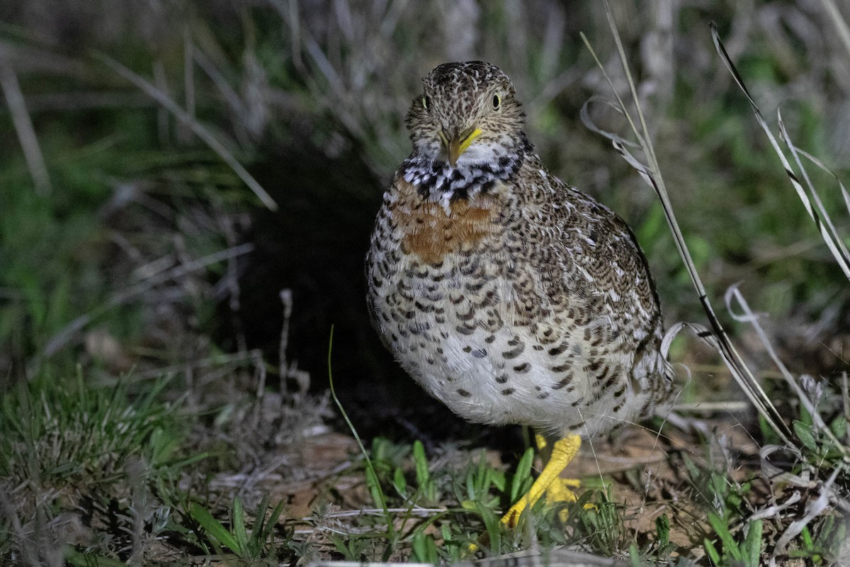 Plains-wanderer - ML646162536