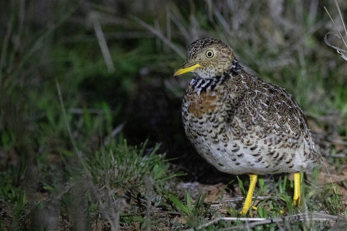 Plains-wanderer - ML646162537