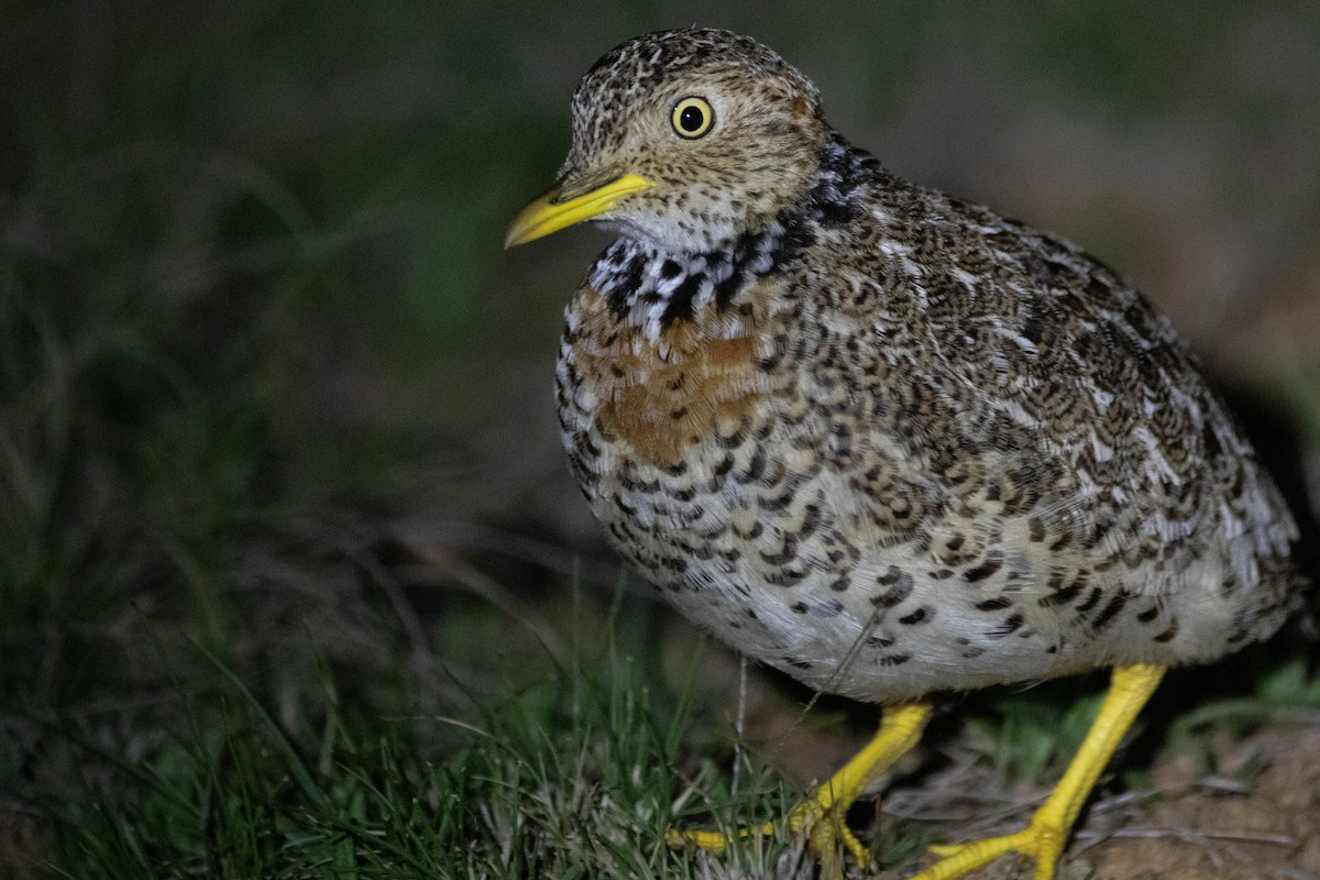 Plains-wanderer - ML646162538