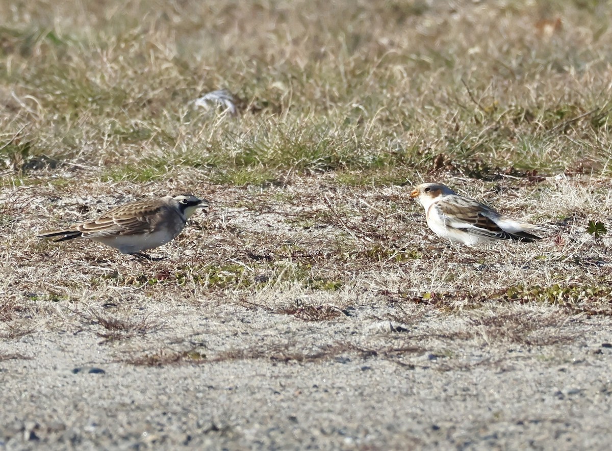 Horned Lark - ML646162542